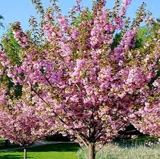 Double Flowering Almond/ Amandier à Fleurs