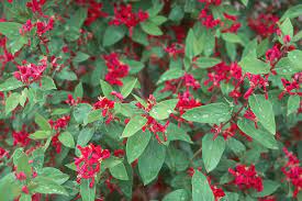 Arnold Red Honeysuckle/ Chèvrefeuille &#39;Arnold Red&#39;