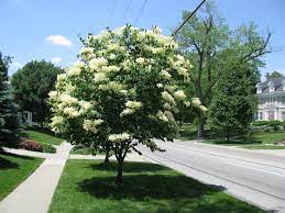Boulevard Tree Lilac/Lilas &#39;Boulevard&#39;
