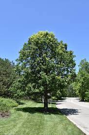Burr Oak/ Chêne à gros fruits