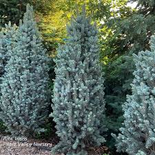 Columnar Blue Spruce/Épinette &#39;Iseli