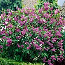 Common Lilac/Lilas Commun