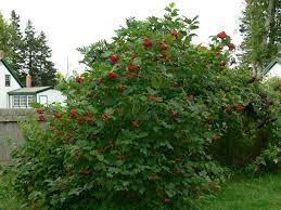 European Highbush Cranberry/Viorne Obier