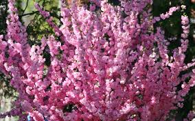 Flowering Almond/Amandier à Fleurs Doubles
