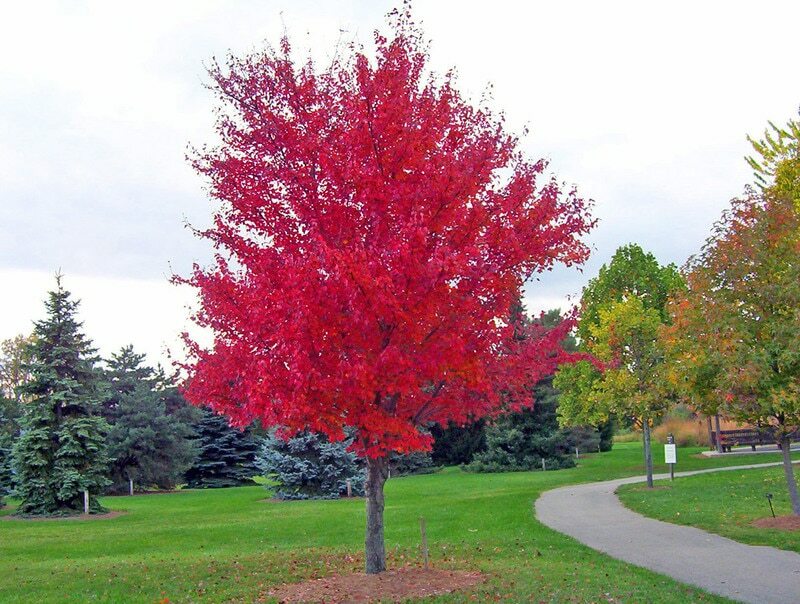 Native Red Maple/Érable Rouge