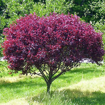 Purpleleaf Sandcherry/Cerisier pourpres des Sables