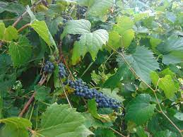 Riverbank Grape Native