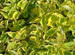 Yellowedge Dogwood/Cornouiller à Branches Jaunes